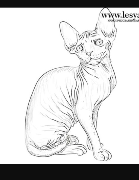 Сфинкс кошка