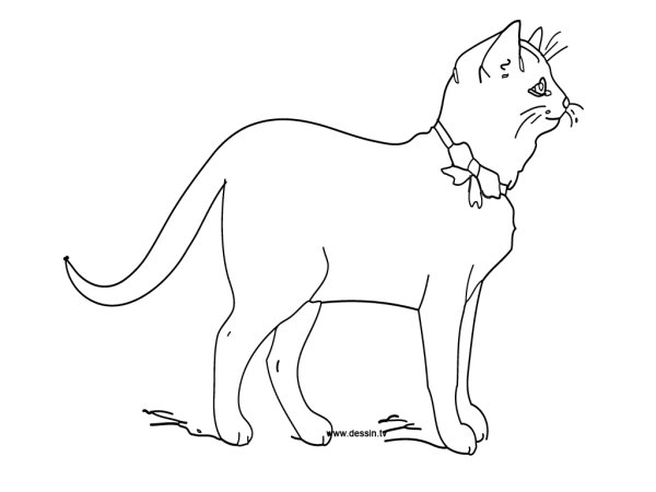 Раскраска кошка короткошерстная