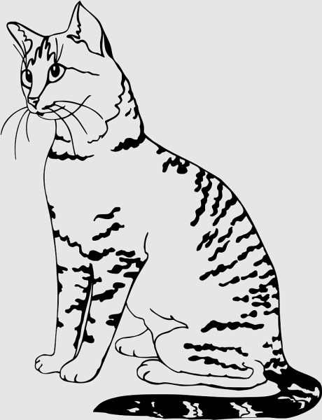 Раскраска Бенгальская кошка
