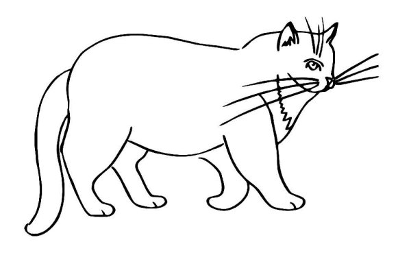 Кот раскраска для детей