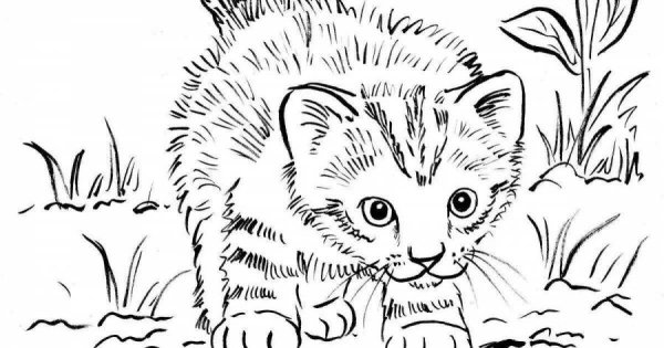 Котенок. Раскраска