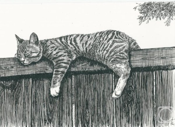 Кот лежит на заборе