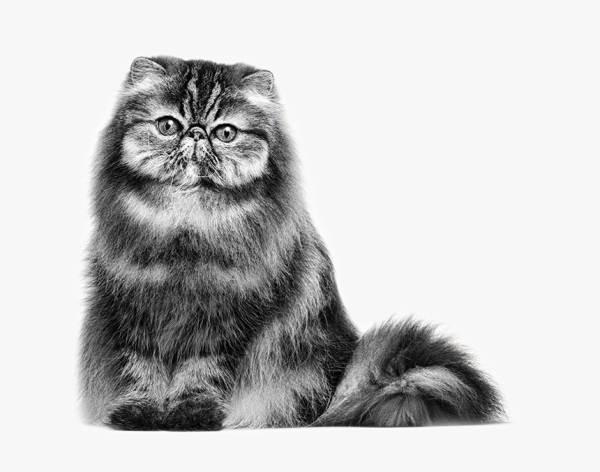 Персидская кошка