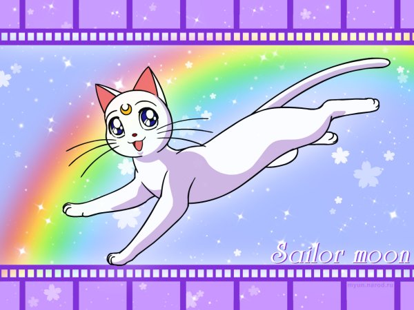 Раскраска лунный котик