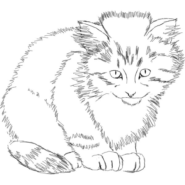 Пушистая кошка раскраска