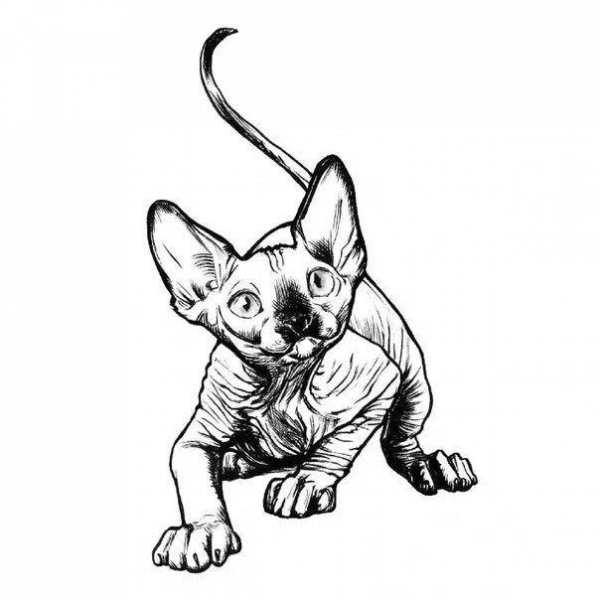 Кот сфинкс