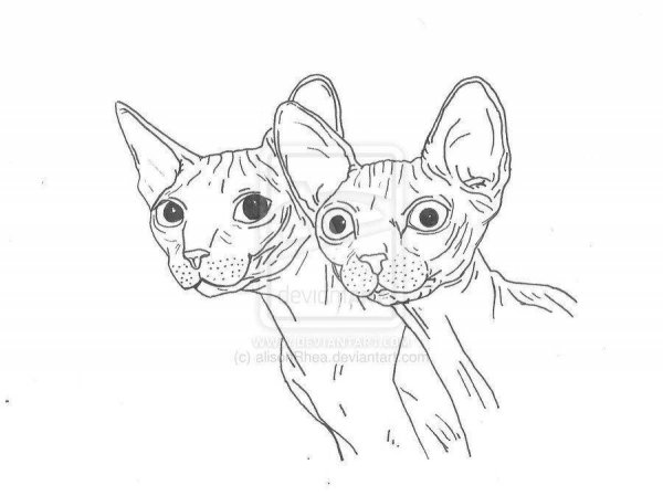 Кот Донской сфинкс