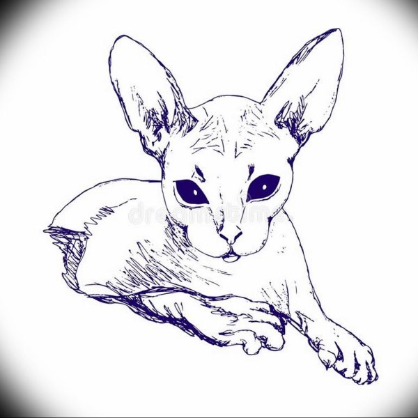 Сфинкс кошка