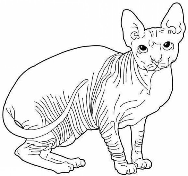 Кот Донской сфинкс