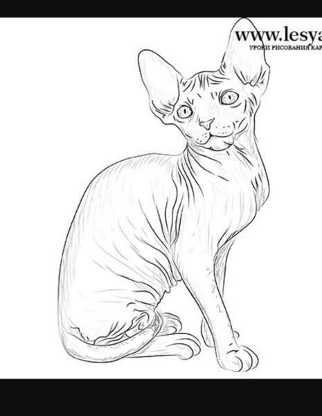 Сфинкс кошка