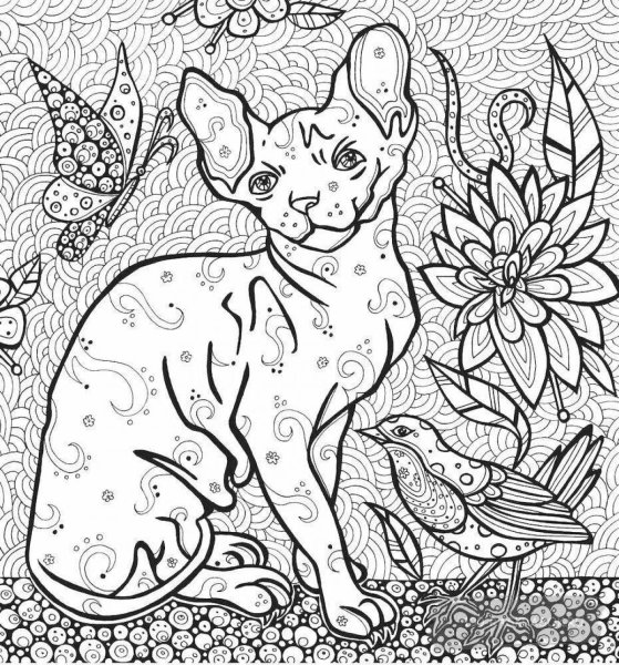 Раскраска сфинкс кошка