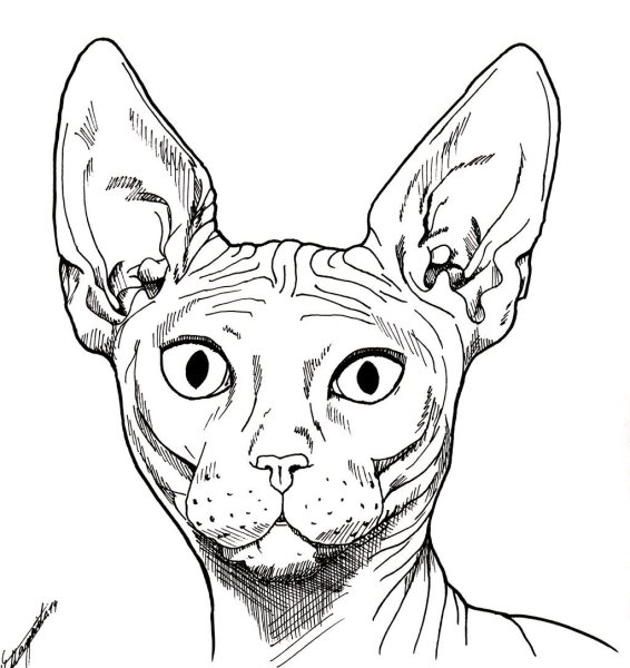 Сфинкс кошка