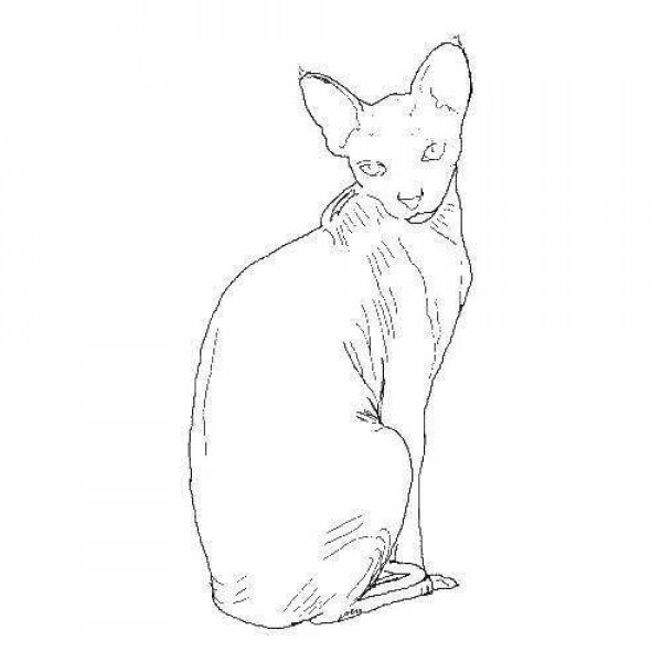 Корниш рекс кошка раскраска