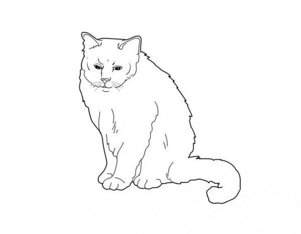 Кошка на окне раскраска