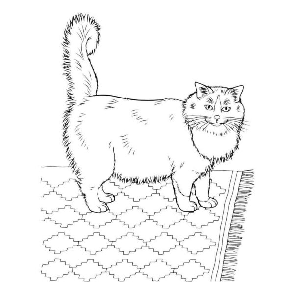 Кошки. Раскраска