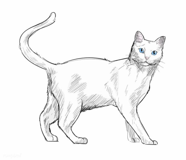 Кошка рисунок