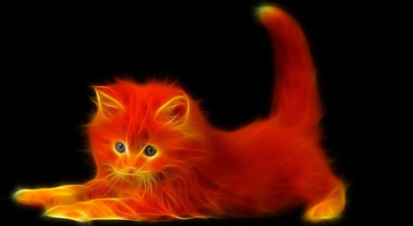 Огненный кот