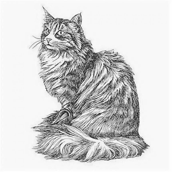 Графическое изображение кошки