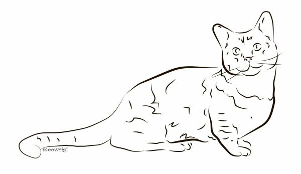 Кот Манчкин раскраска