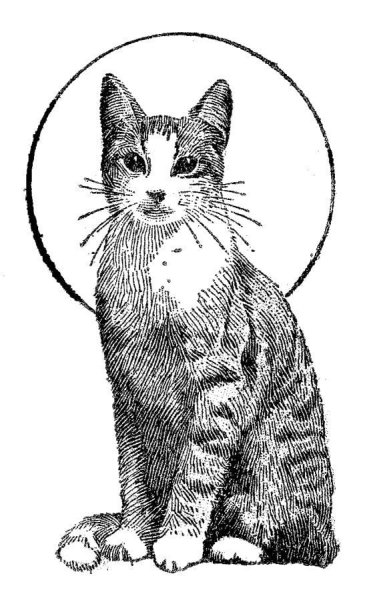 Кошка раскраска реалистичная