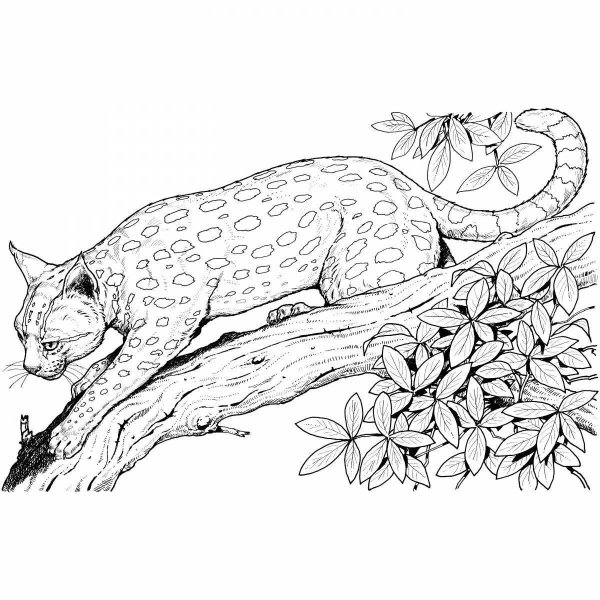Раскраска Дикие кошки