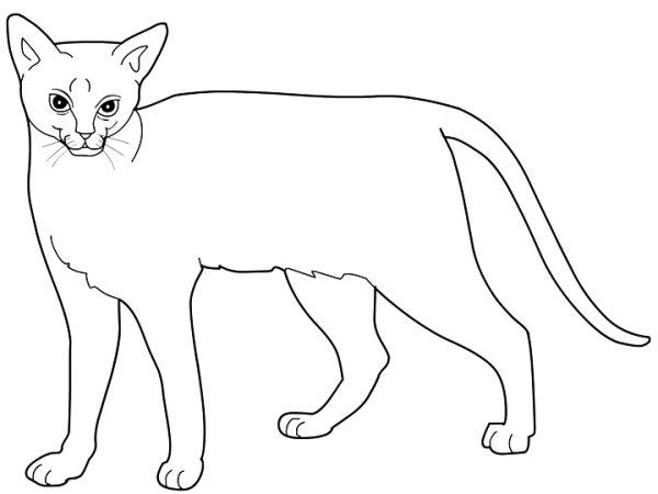 Лежачая кошка нарисовать