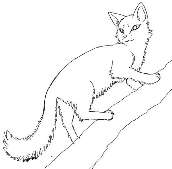 Раскраска коты Воители Огнезвёзд