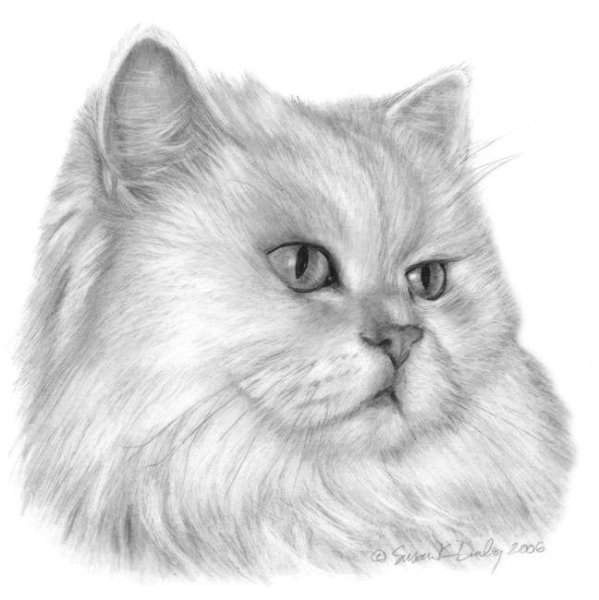 Персидский кот рисунок карандашом