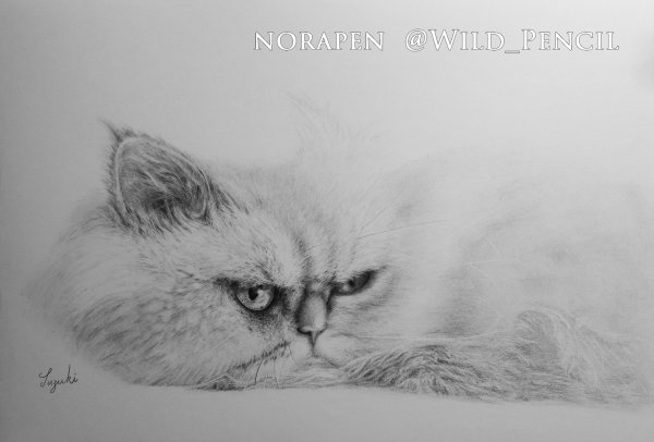 Кошка шиншилла рисунок