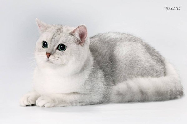 Шотландская короткошерстная шиншилла