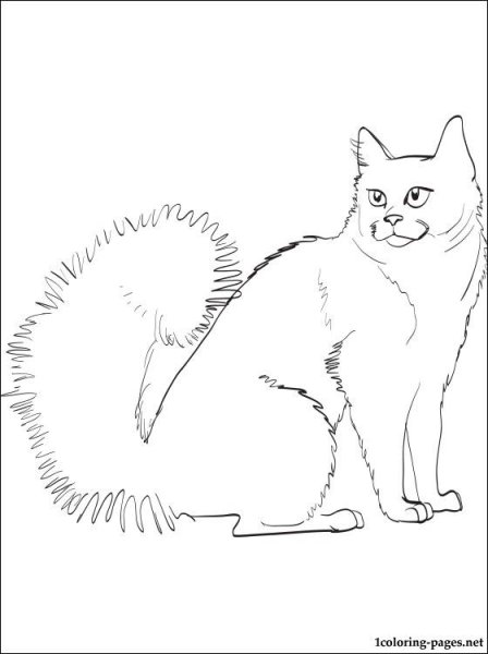 Ангорская кошка раскраска