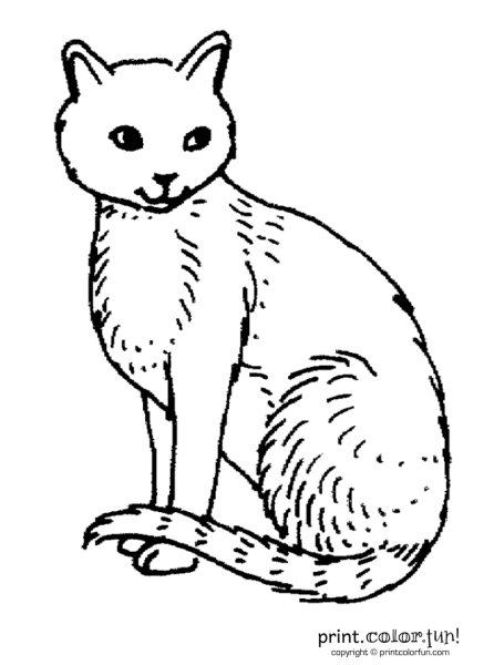 Раскраска домашняя кошка