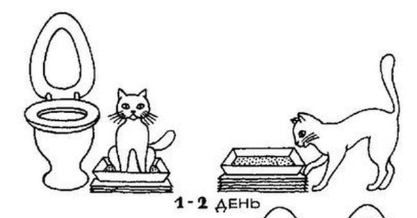 Как приручить кота к унитазу