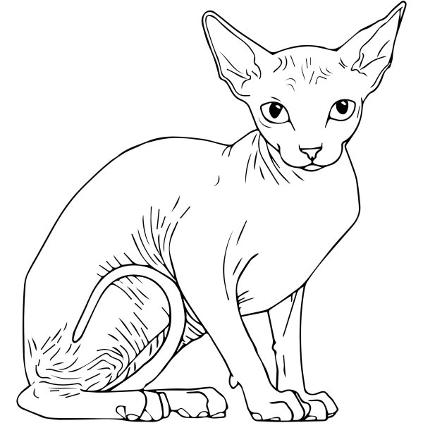 Сфинкс кошка