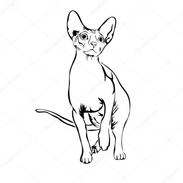 Кот сфинкс рисунок