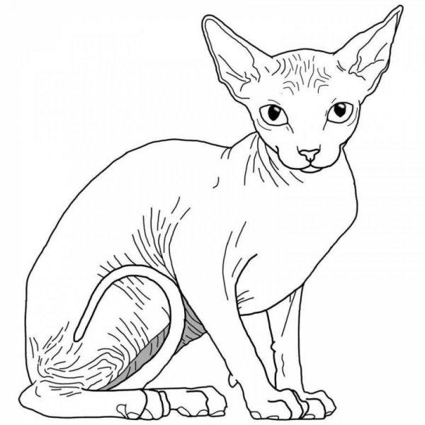 Сфинкс кошка
