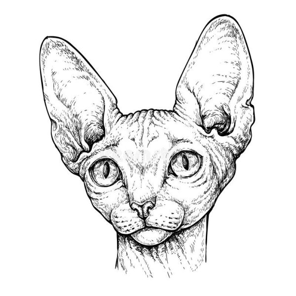 Сфинкс кошка
