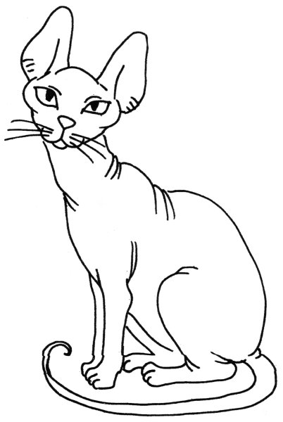 Кот Донской сфинкс