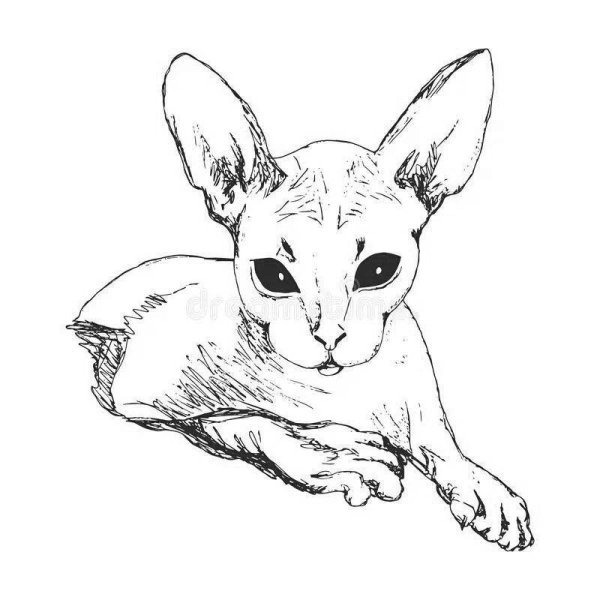 Сфинкс кошка