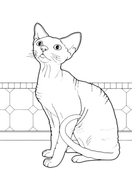 Раскраска Девон рекс кошка
