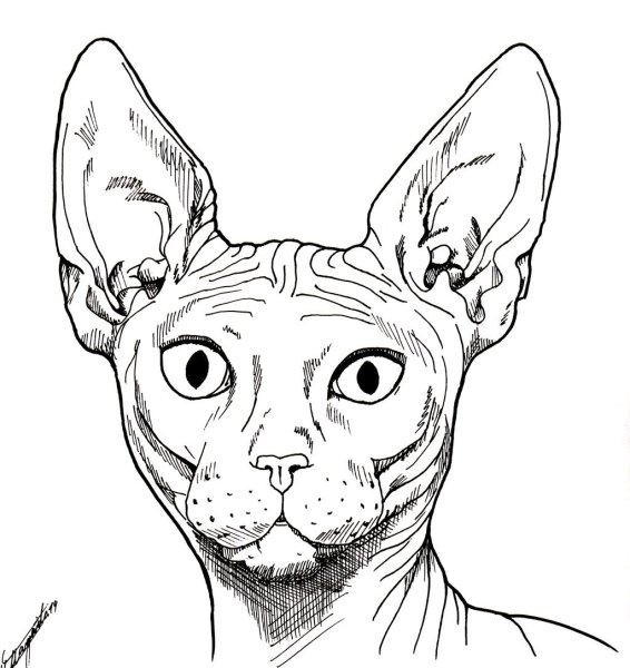 Сфинкс кошка