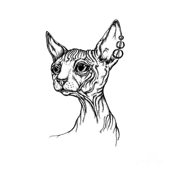 Сфинкс кошка