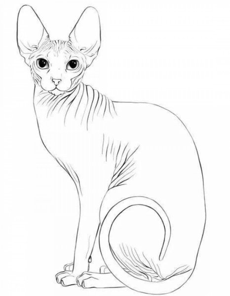 Египетская кошка раскраска
