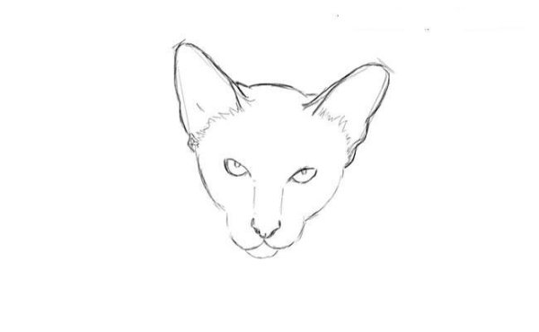 Кот Ориентал рисунок карандашом