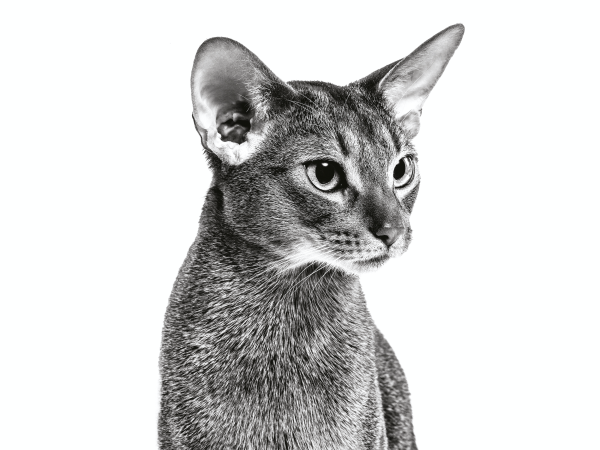 Абиссинская кошка серая