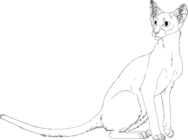 Коты Воители Ориентальная кошка
