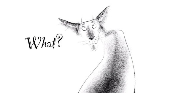 Кот Ориентал рисунок