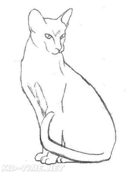 Абиссинская кошка раскраска