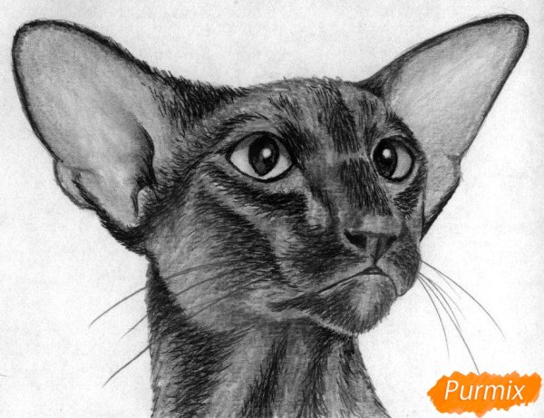 Ориентальная кошка рисунок