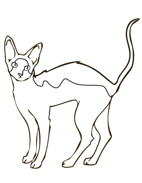 Раскраска Корниш рекс